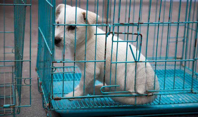 泰迪犬和田园犬的混合犬,泰迪狗跟仓鼠的生活