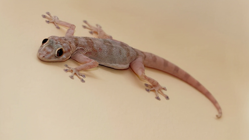 家里进了壁虎可以不理吗,家有壁虎需要留住吗