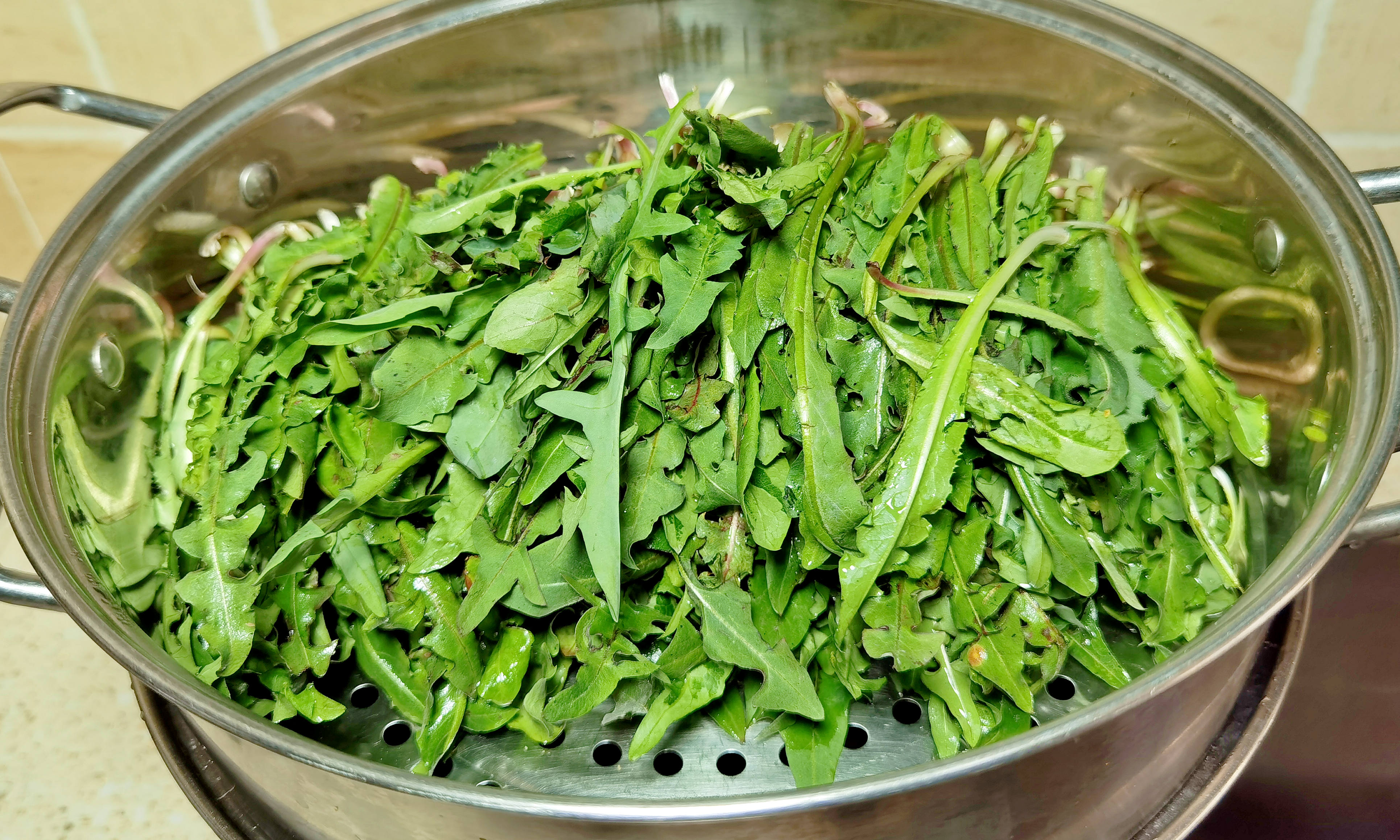 农村野生蒲公英晒干泡茶要炒吗,野生的蒲公英拿来做什么