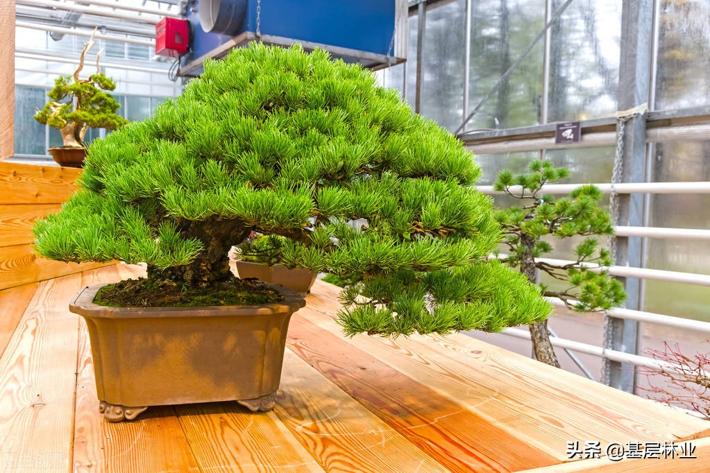 日本黑松与中国黑松的价格区别,三河黑松与普通黑松有什么区别