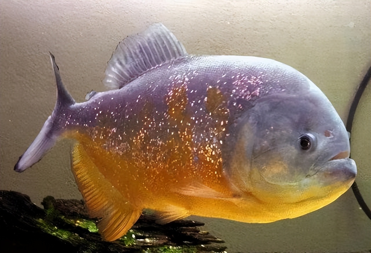 淡水白鲳鱼多少钱一斤2020,白鲳鱼多少钱一条