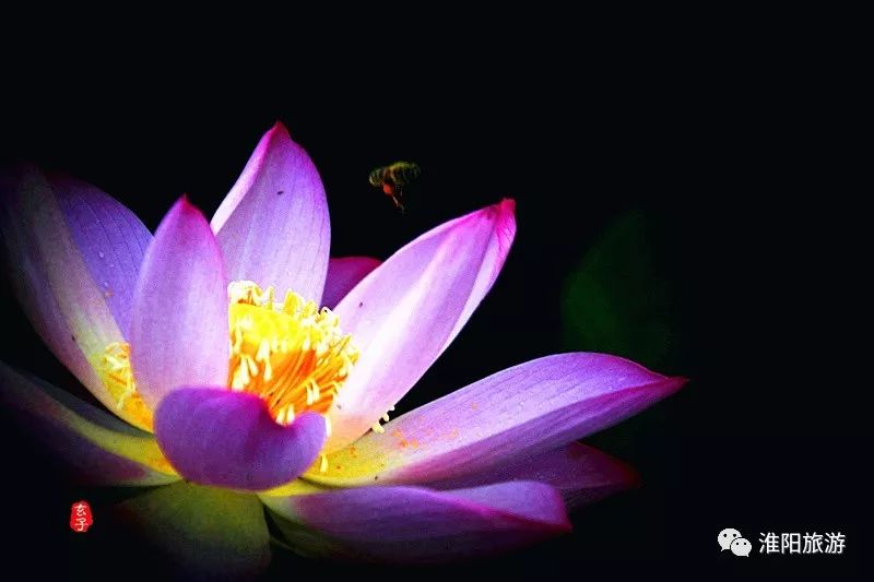 淮阳龙湖赏荷花的季节,淮阳观赏荷花的地方在哪里