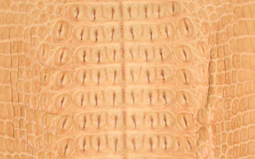 鳄鱼皮包包真的是鳄鱼皮做的吗,真正的鳄鱼皮做出来的皮包