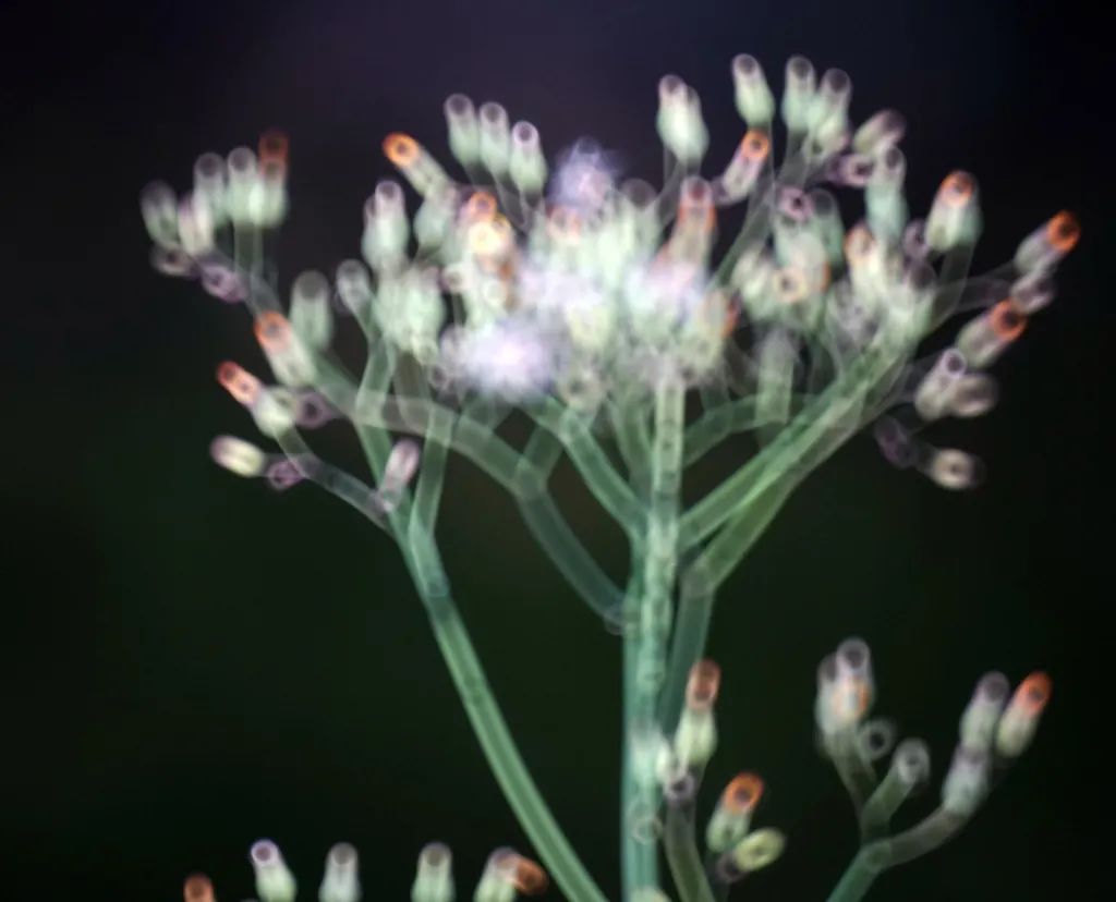 250mm折返镜头,500mm折返镜头焦距是多少