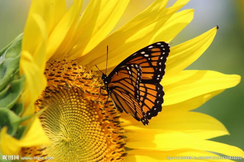 世界各国国花一览表,南美洲各国国花