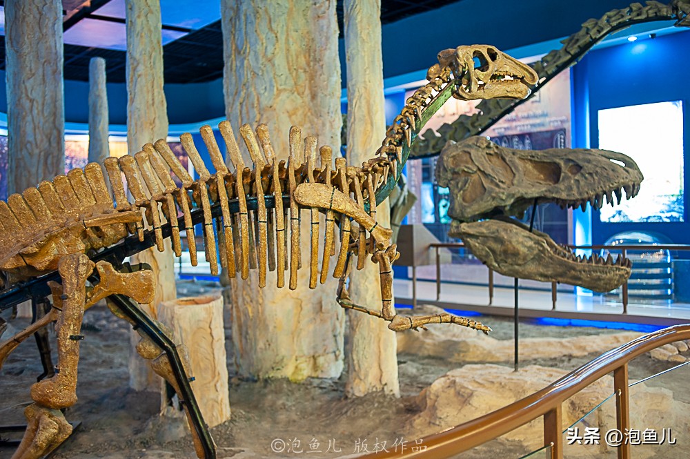 湖北大山发现30万枚恐龙蛋！村民竟拿去垒猪圈，这也太魔幻了吧