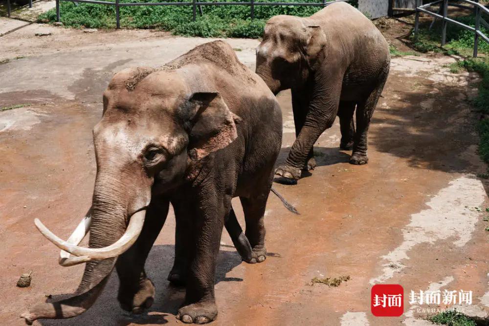 碧峰峡大象新闻,雅安碧峰峡野生动物园大象表演