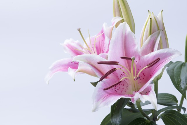 百合花花语大全唯美诗句,赞美百合花诗句经典名句