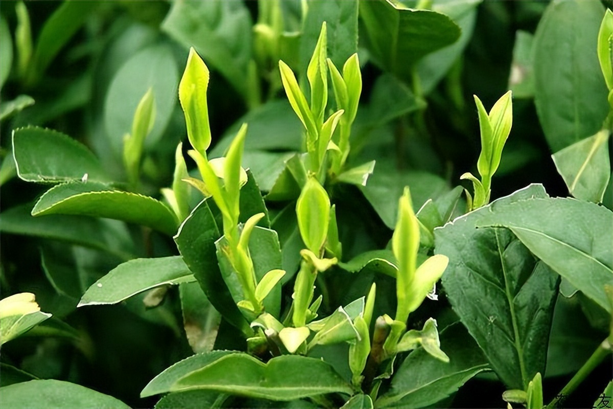 肯尼亚、斯里兰卡、印度茶叶进口报关