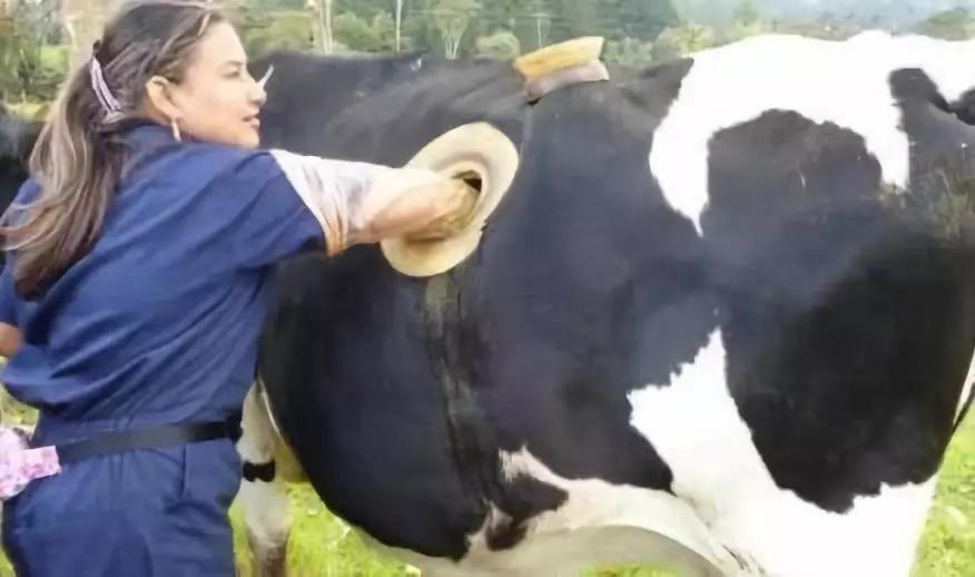 马为啥要有马蹄铁,马为什么需要钉马钉