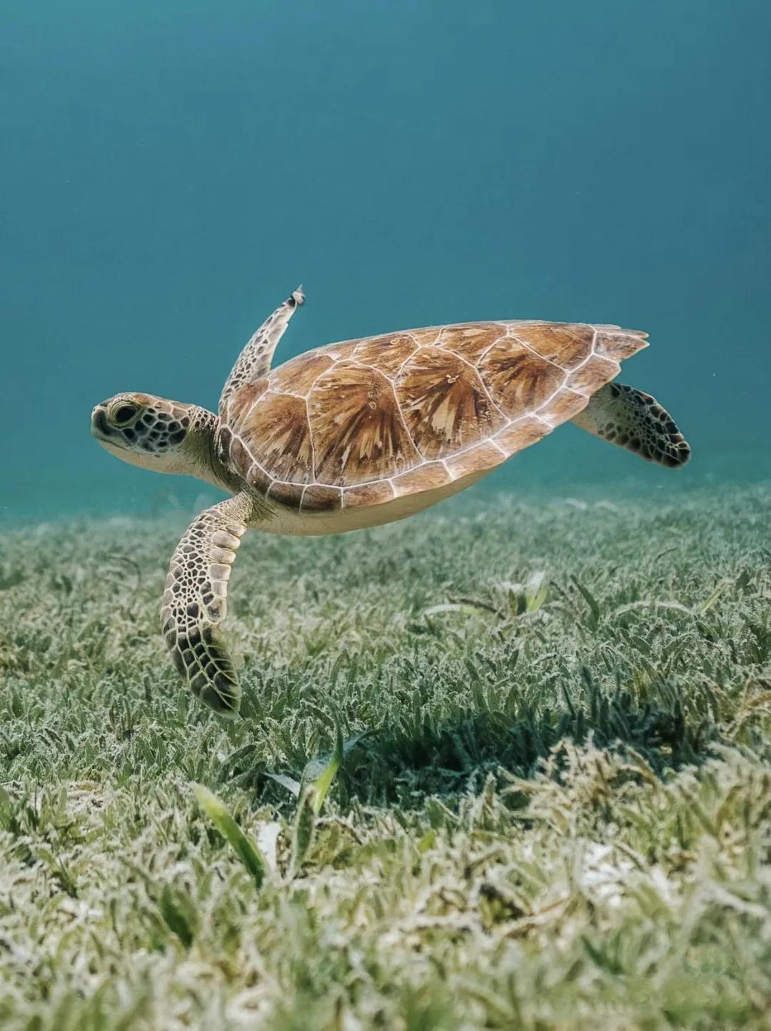 深海油龟,深海鱼油旗舰店官方直播
