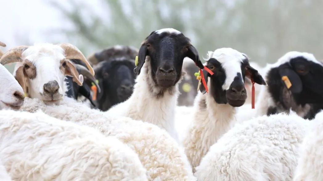 宁夏手把羊肉的正宗做法,宁夏红焖羊肉视频完整版