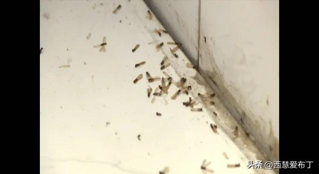 白蚂蚁是怎么回事,室内白蚂蚁怎么来的