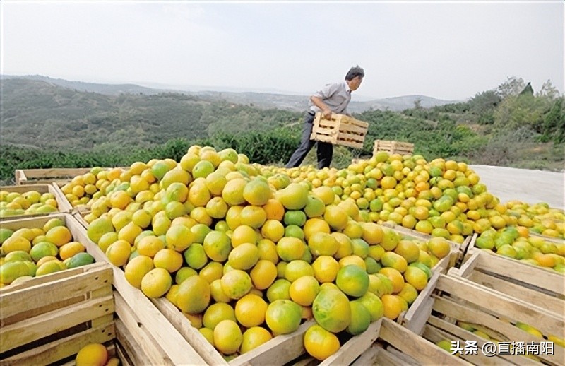 走绿色路打优质牌解锁富民强县“幸福密码”—淅川县创新拓展特色农产品销售综述