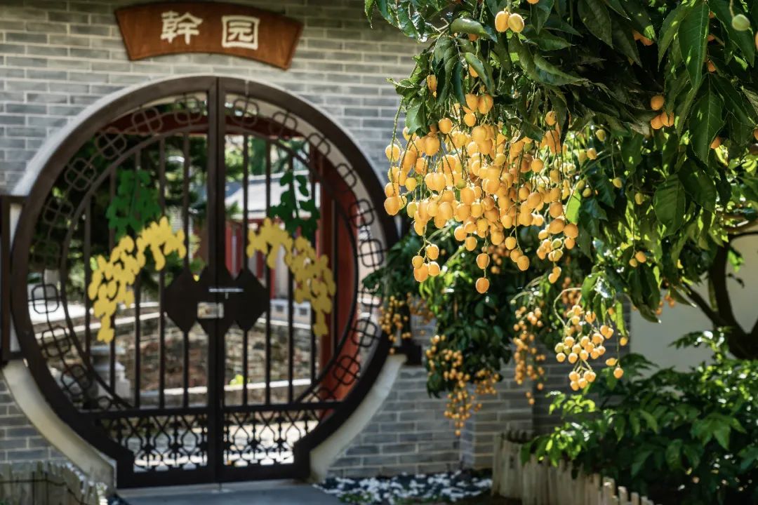 一身“正气”挡热气，郁南黄皮正当时！