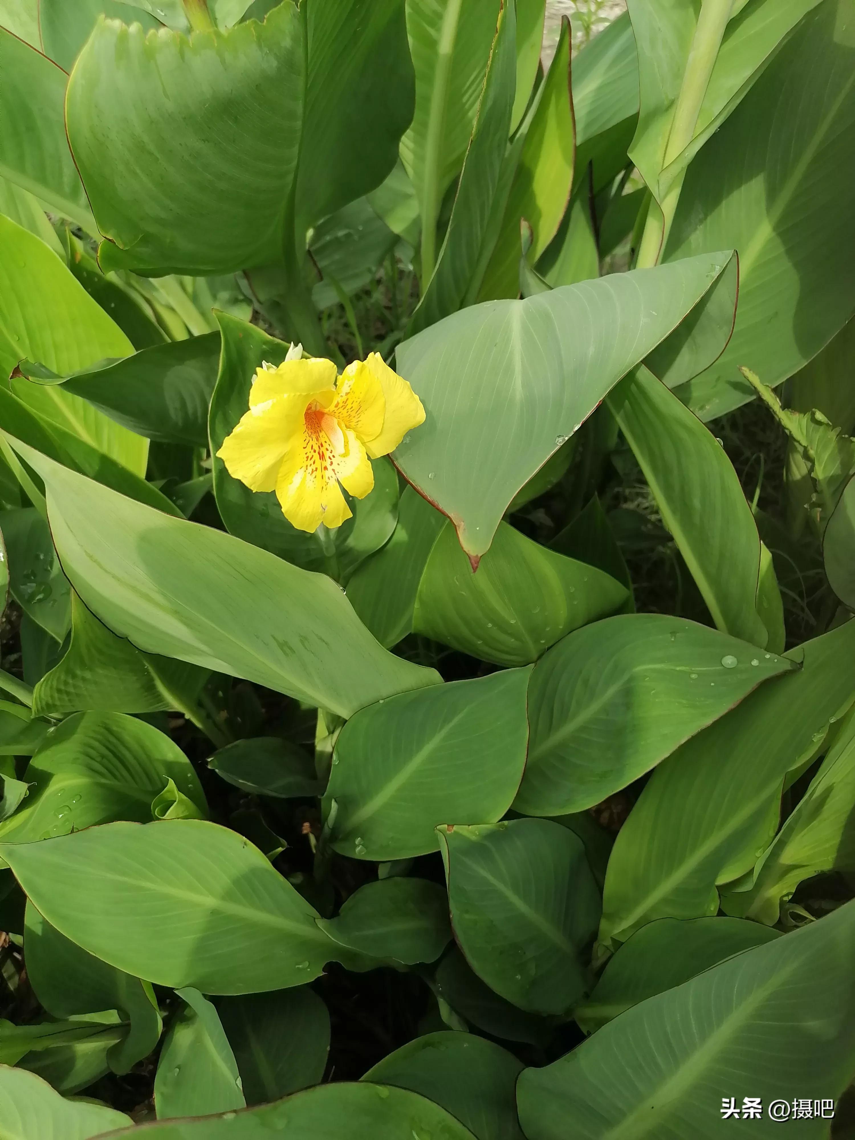 特大新鲜粽叶,大粽叶长在什么地方