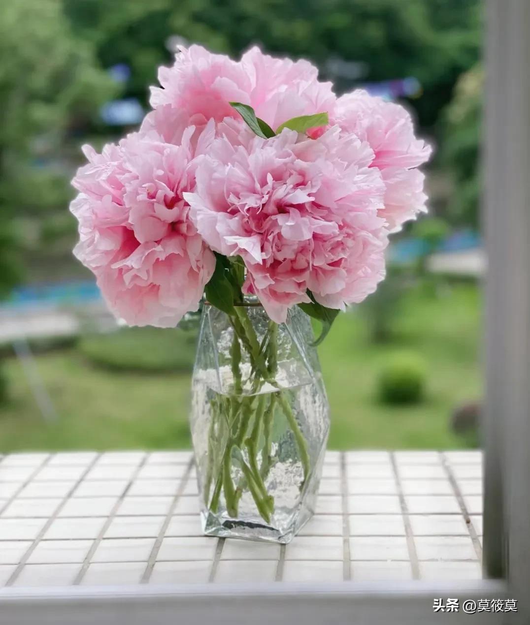 贵州省的省花叫什么名,贵州各个县的县花