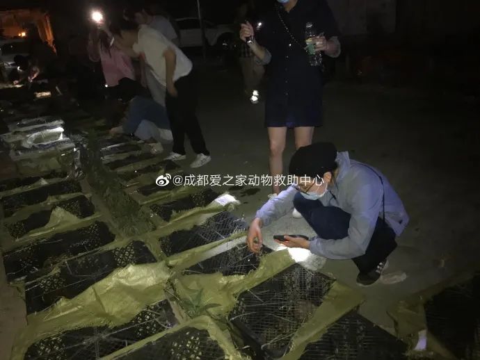 虐猫的人是一种什么心理,虐猫的人也会虐狗吗