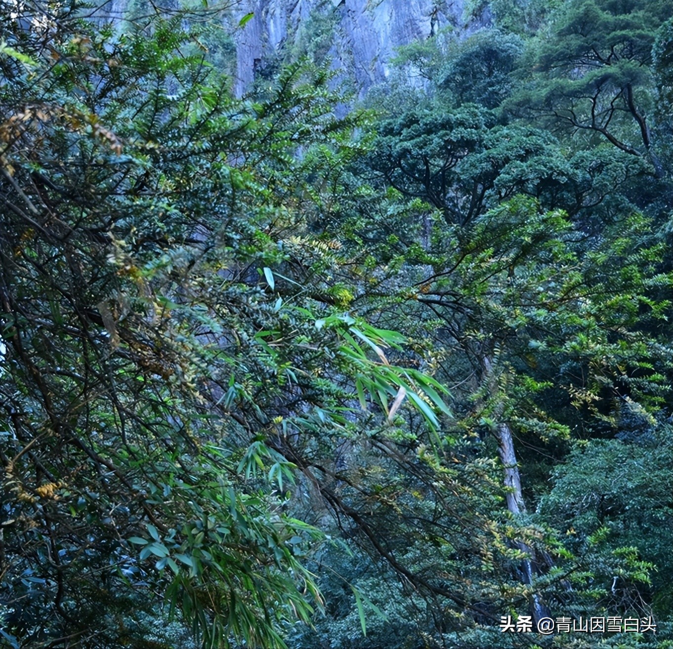 南方白豆杉的形态,白豆杉和红豆杉哪个更珍贵