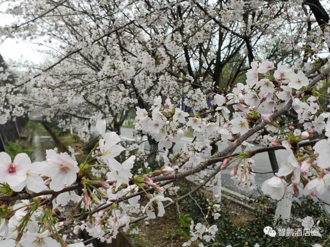 【线下游学】武汉开元大酒店，美团5.0分，到底如何做到的？