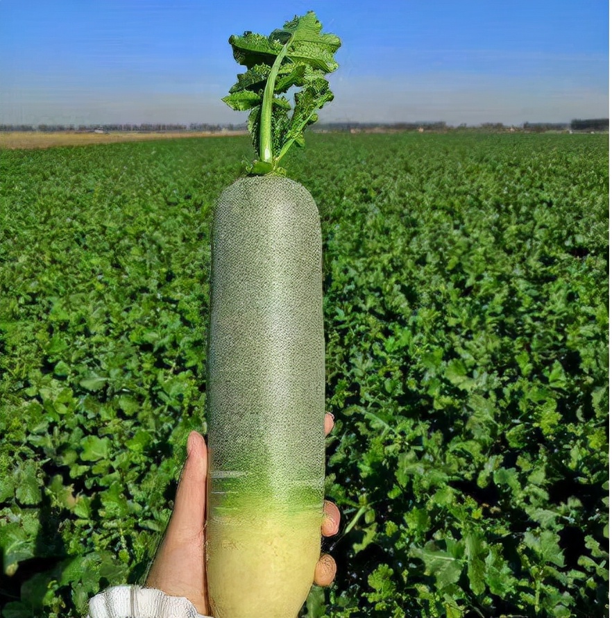 过去只能当菜吃，如今当水果卖，改名“水果萝卜”，成北上广新宠