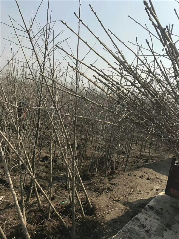 银杏树小苗一年能长多高,银杏树小苗一年长多高