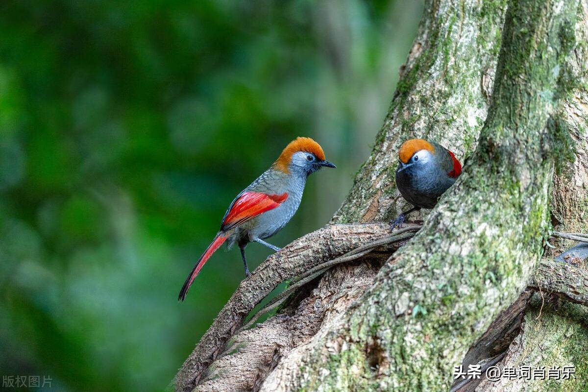 有言有味说单词,有言有味说单词视频