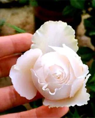 白花月季汇粹：白雪公主、藤冰山、婚礼之路、波莱罗、加百列