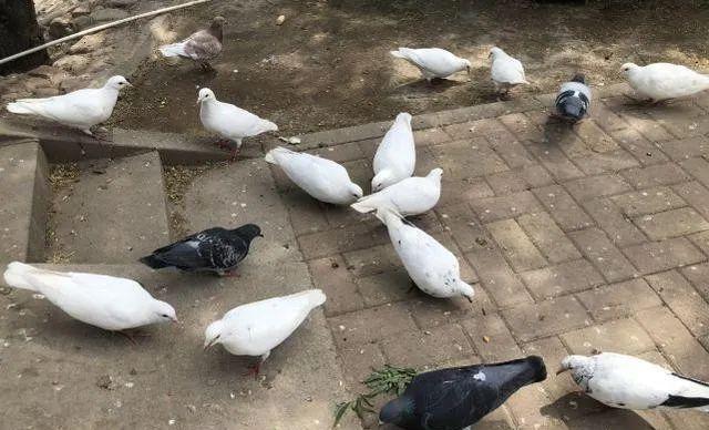 俗语：两鸟进家门，不富也添喜，是哪俩种鸟？为什么没有喜鹊？