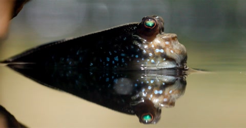 唯一一种在陆地生活的鱼,你见过在沙子里游的鱼吗