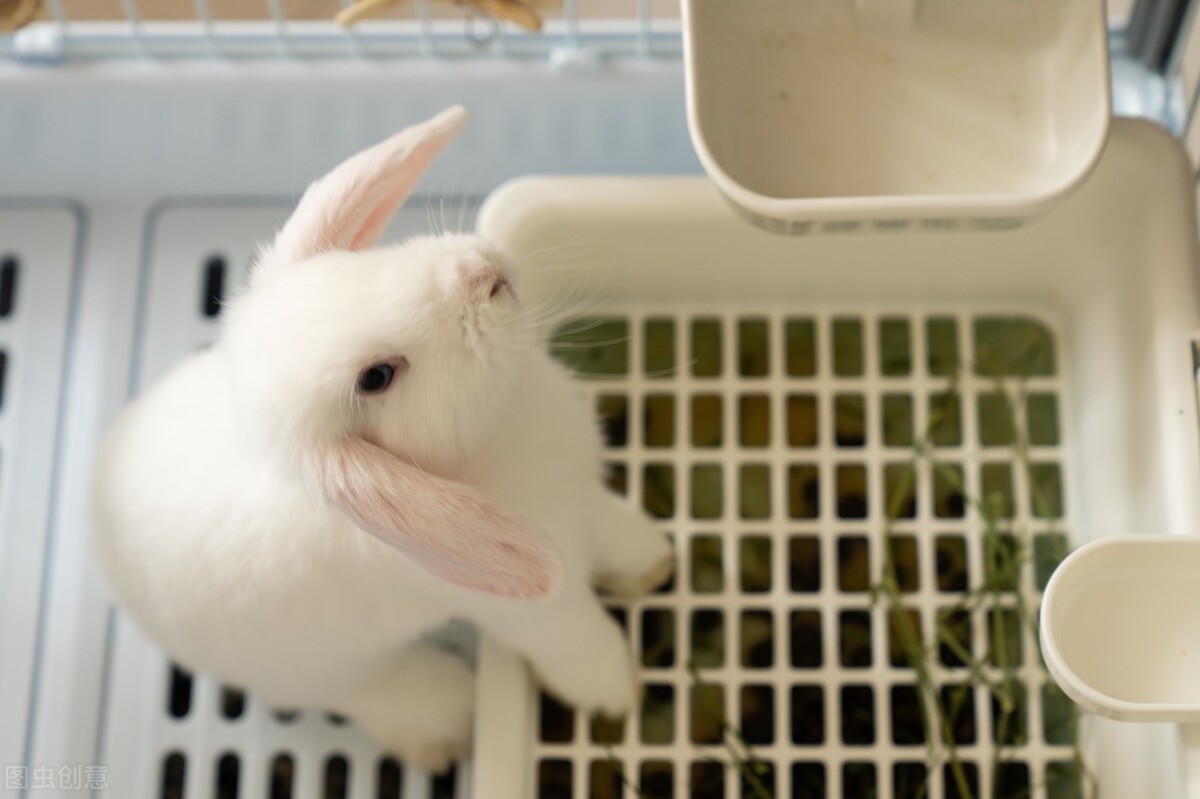 兔子眼角结痂怎么清理,兔子泪痕怎么去掉