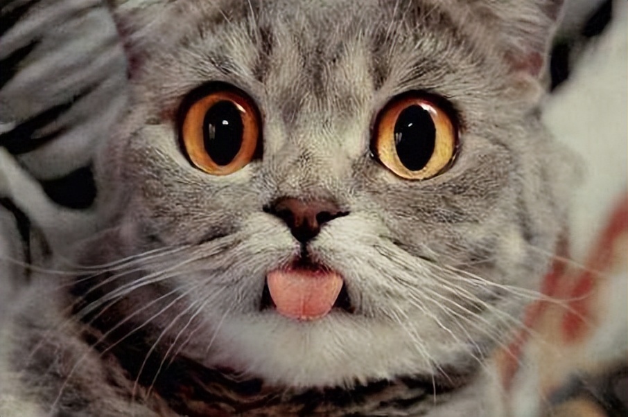 猫咪正常体重对照年龄阶段,猫咪年龄怎么看图解