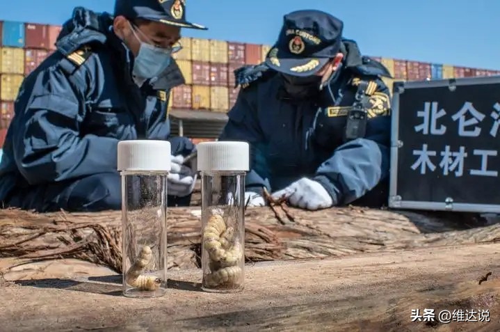 外来生物入侵鳄雀鳝怎么出现的,图说外来入侵物种鳄雀鳝