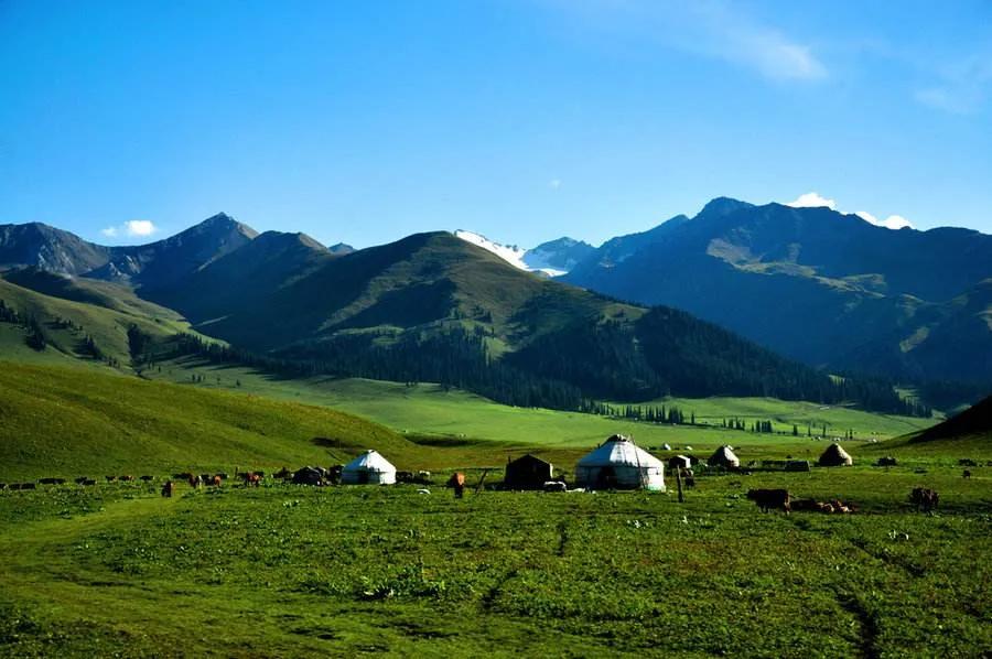 吃什么草药能提高近视视力,吃什么提高视力减轻近视