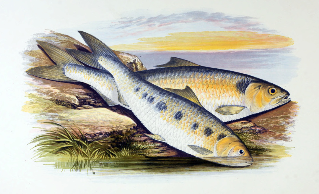 富春江河鲜,富春江诗词