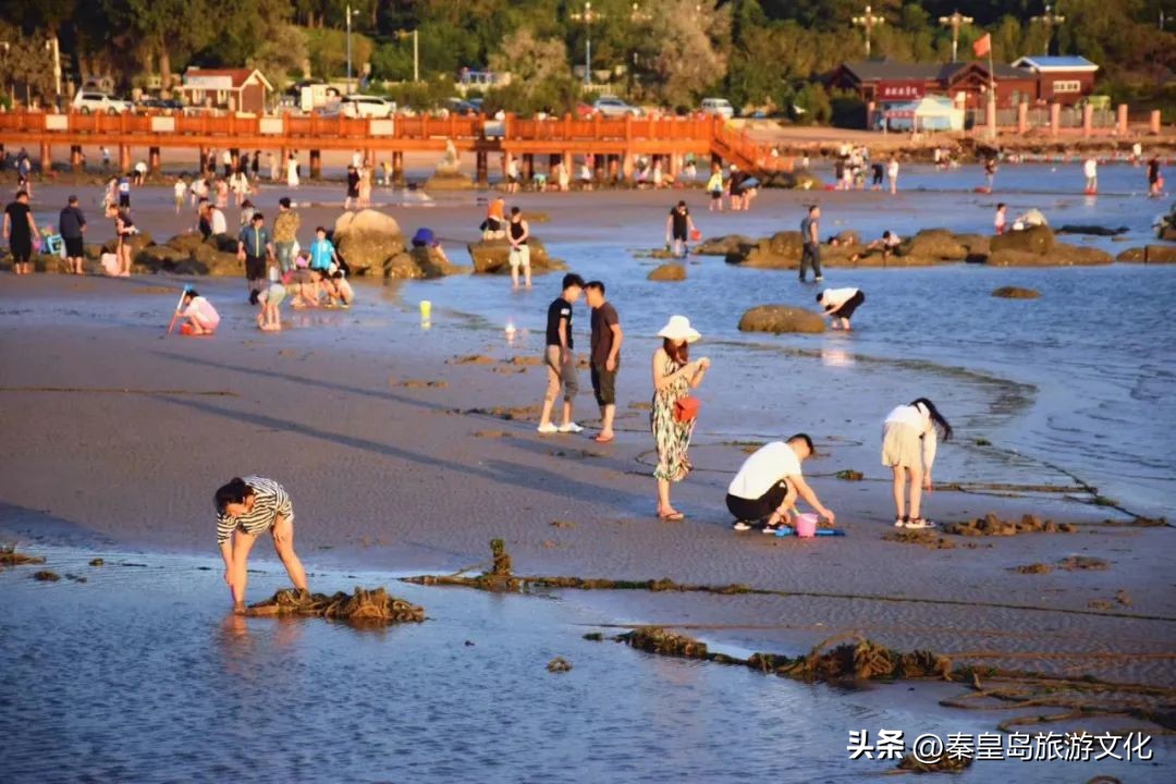 秦皇岛赶海海鲜都有什么,秦皇岛哪里可以赶海捉海鲜