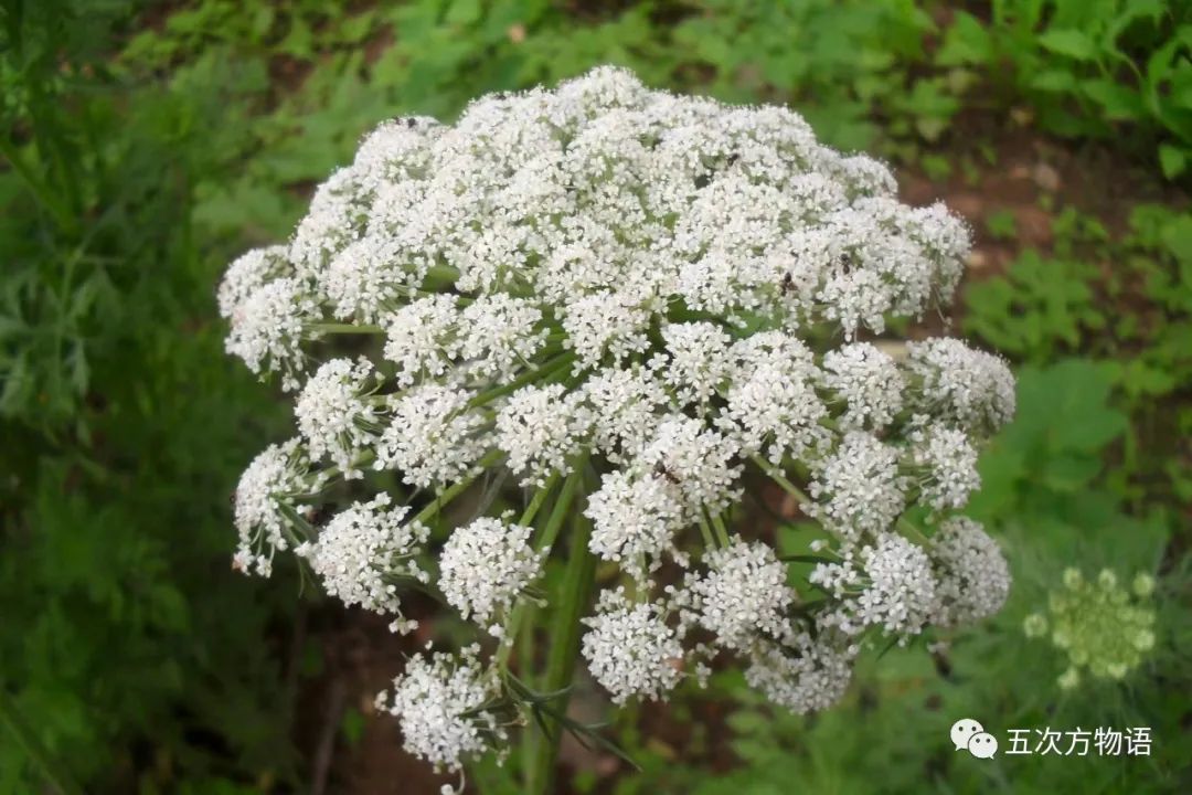 根类食物大全 (5种根菜类的食材)