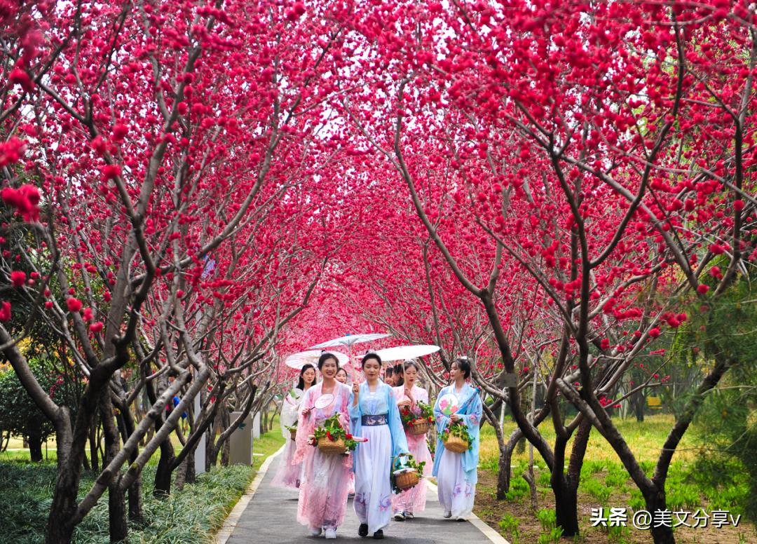 春风送暖，绿博园踏春赏梅正当时~