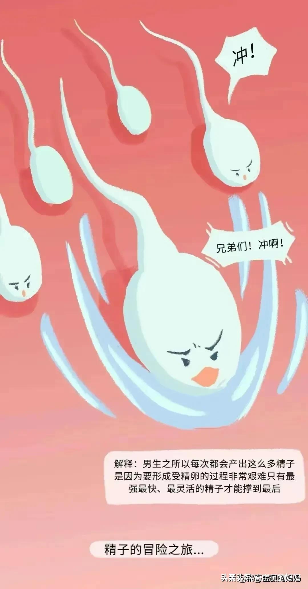 漫画深度解析：“小蝌蚪”进入女生体内的全过程