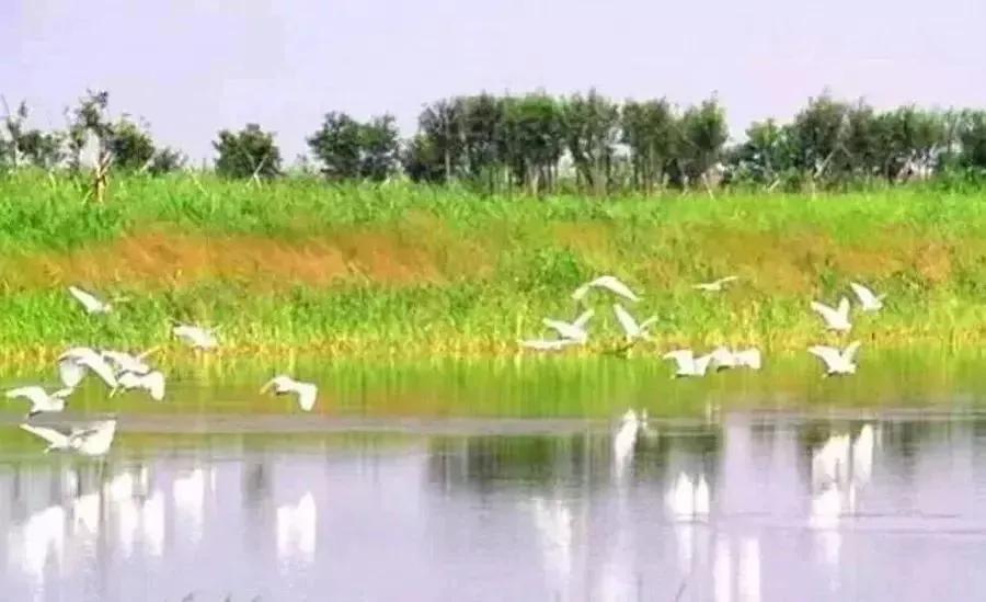 新疆玛纳斯湿地迎来候鸟迁徙,玛纳斯国家湿地公园迎候鸟