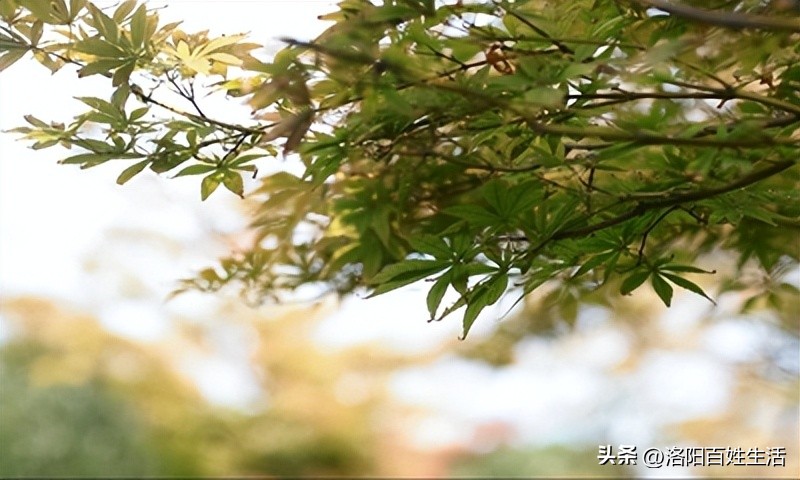 家里蟑螂蚂蚁多用什么方法来治疗,如何解决家里的蚂蚁和蟑螂