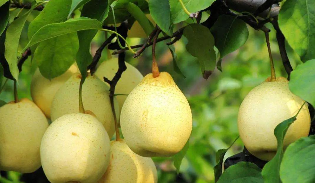 石家庄正定县十大特产,河北石家庄特产清单图