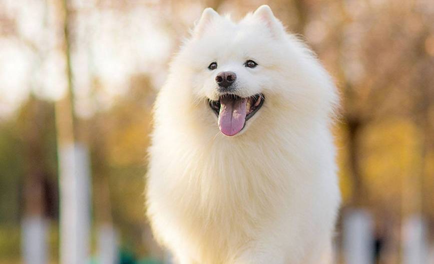 萨摩耶毛发怎么打理,萨摩耶的毛怎么浓密