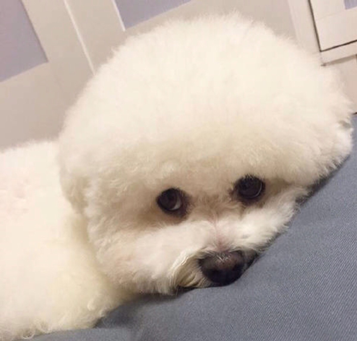 比熊拉血怎么回事,比熊犬拉绿屎怎么回事