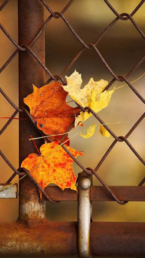 散文深秋时光,散文秋日静好朝花夕拾