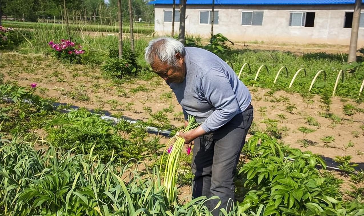 50亩地种树3年能赚200多万,一个农场种菜种绿植一年挣多少