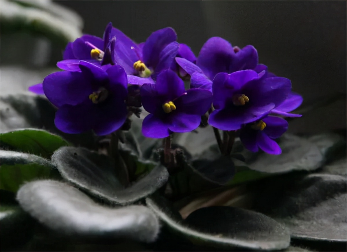 绿边紫罗兰植物图片,非洲紫罗兰怎么浇水