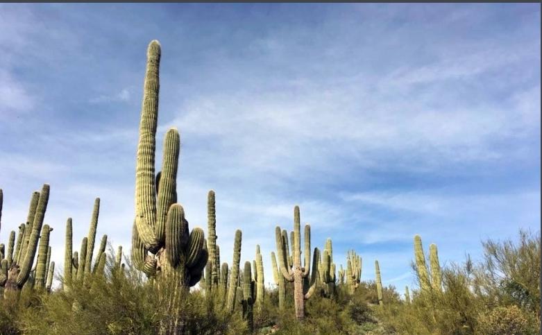 各种仙人掌的种植,仙人掌是扦插好还是带根种植好
