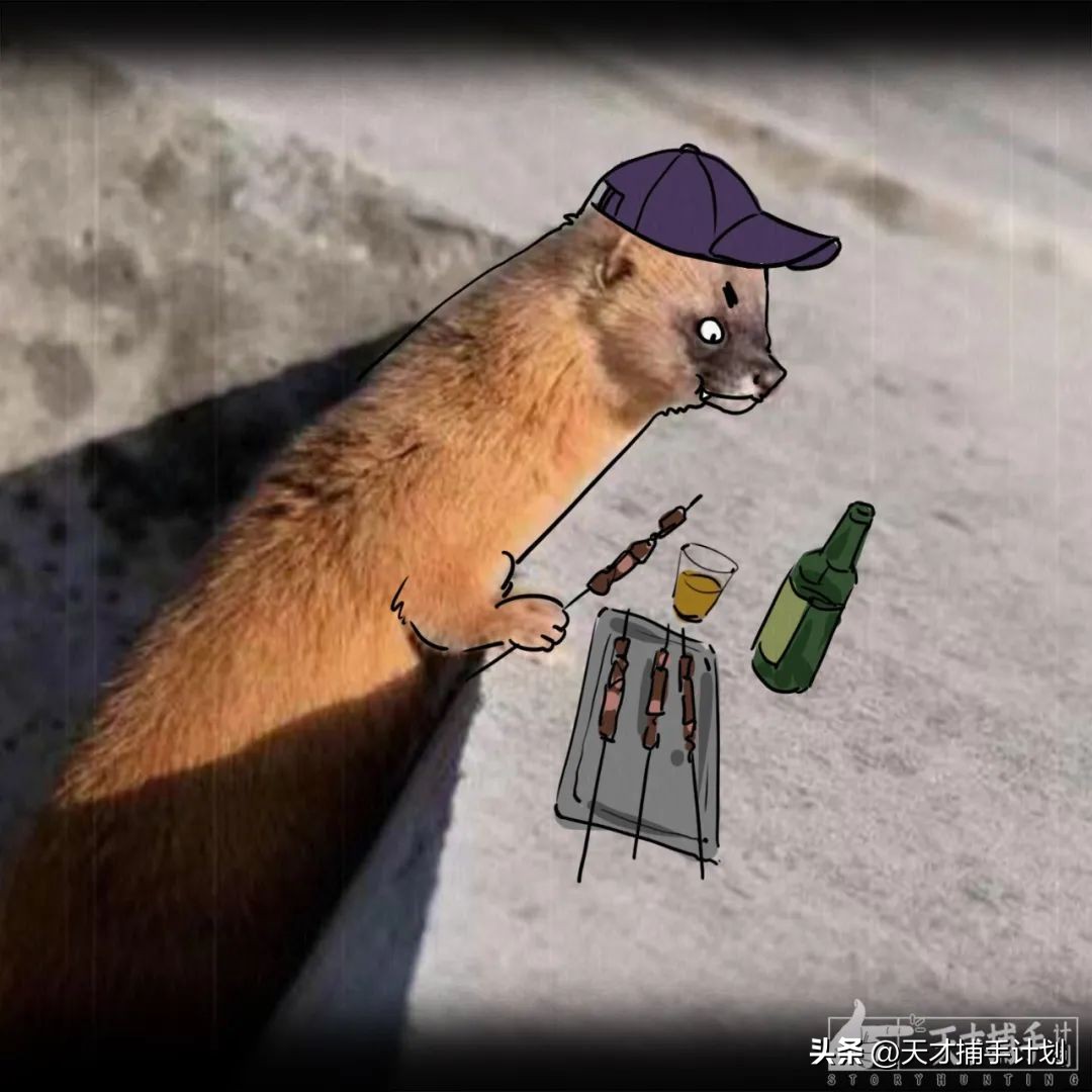 北京动物图鉴：雍和宫要饭的黄鼠狼，潭柘寺的网红狐狸