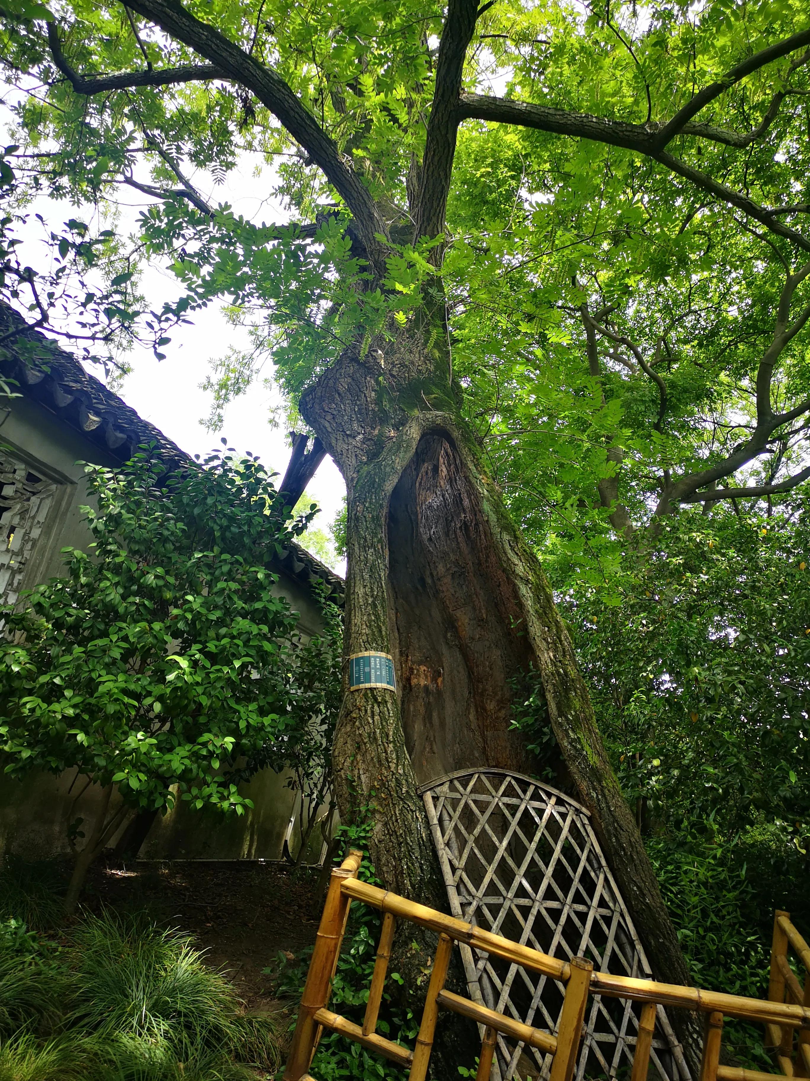 苏州拙政园园林艺术作品赏析,苏州园林拙政园美学鉴赏